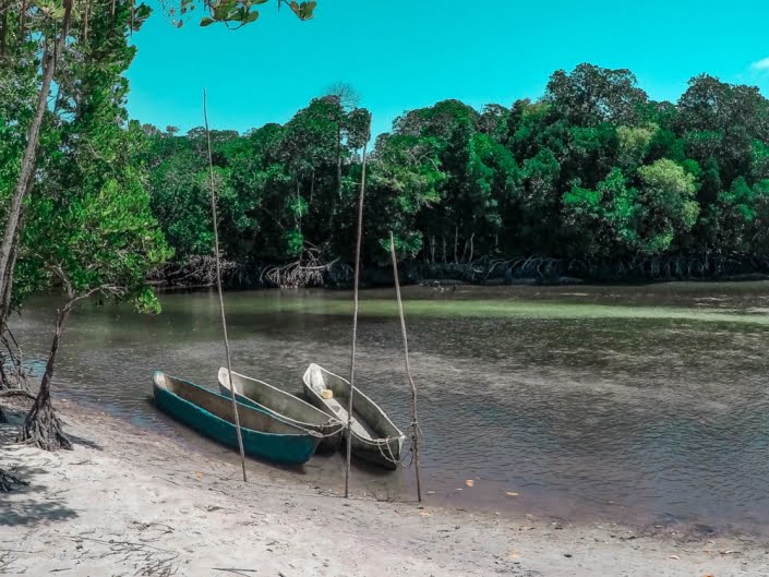 canoe e mangrovie