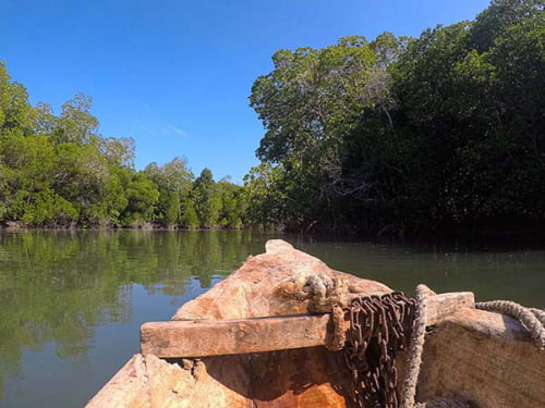mangrovie watamu