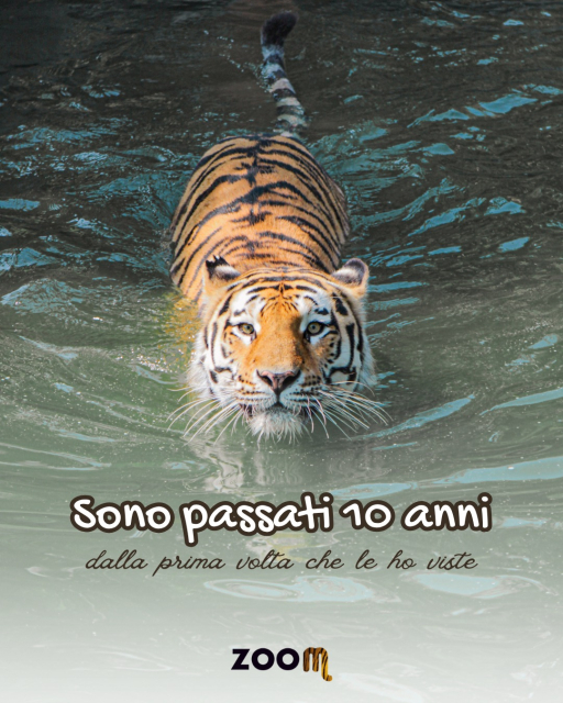 Non c'era giorno migliore di oggi per ricordare quanto sia importante la conservazione e la tutela degli animali a rischio.
Non pensavo che dieci anni dopo sarei tornata a fotografare le stesse identiche tigri. E invece eccole qui, più adulte di allora ma sempre loro.Grazie a @zoomtorinoLe hai già viste dal vivo? Dimmi dove e quando nei commenti.
_
#iltemadilara #travelcontentcreator #conservazione #tigri #zoomtorino