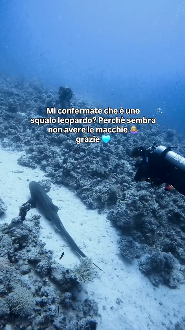 Era la prima volta che lo vedevo e non ne sono sicura 🥲
Grazie a chi ne saprà più di me 🙏🏼💙
#diving #scubadivinggirls #scubadiving #divingitalia #squaloleopardo