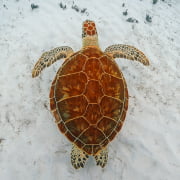 bahamas