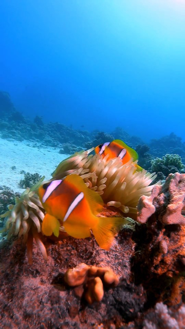 Fare diving è una di quelle cose che quando inizi non smetti più di farla ❤️🙏🏼
•
•
•
#Egitto #marrosso #redsea #diving #sub #iltemadilara #travelcontentcreator