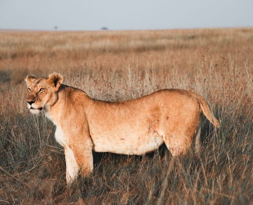 leonessa Africa